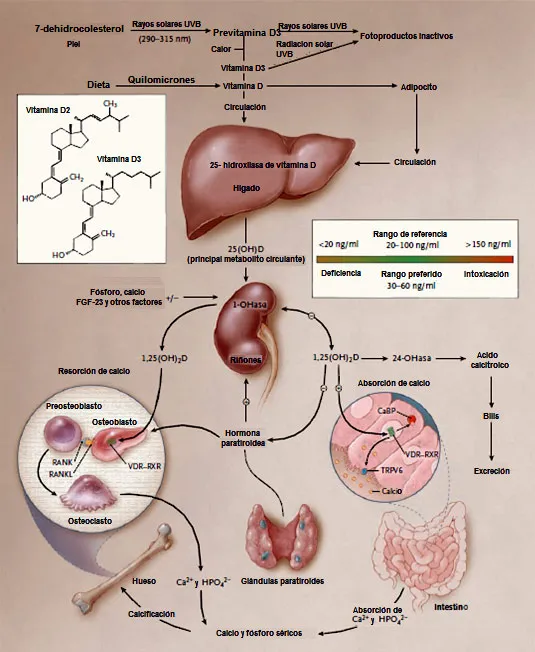 Funciones de la vitamina D