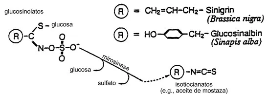 Estructura de los glucosinolatos