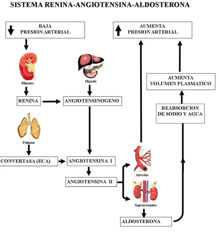 Sistema renina angiotensina aldosterona