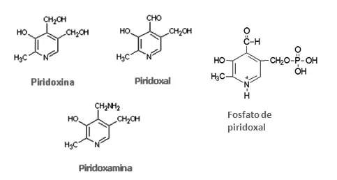 Estructura de la vitamina B6