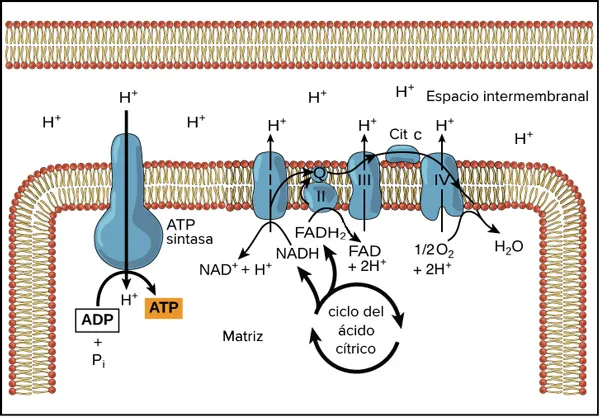 La cadena de transporte de electrones y fosforilación oxidativa