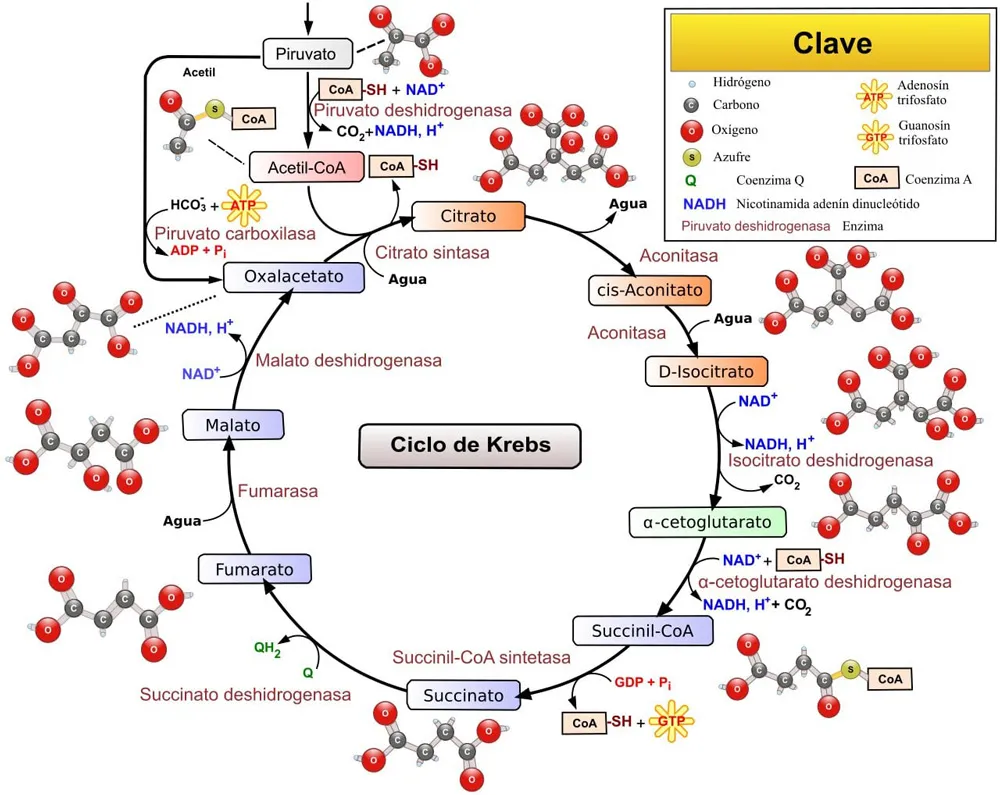 Reacciones del ciclo de Krebs