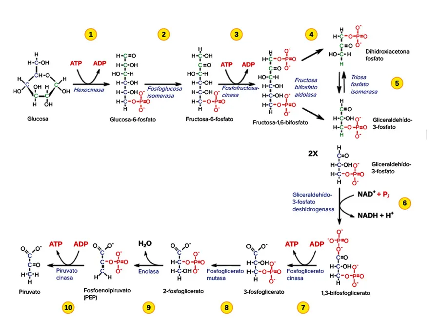 Fases de la glucolisis