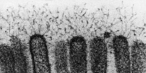 Gucocálix de las microvellosidades intestinales