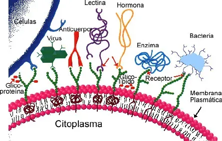 Reconocimiento celular mediado por receptores del glucocalix