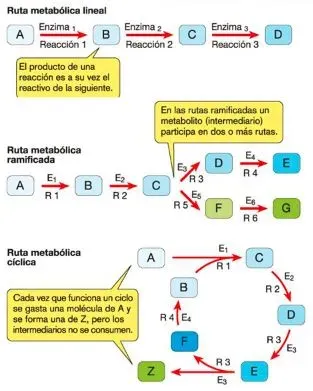 Tipos de rutas metabólicas