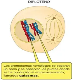 Diploteno de la profase I de la meiosis