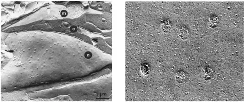 Poros nucleres vistos al microscopio