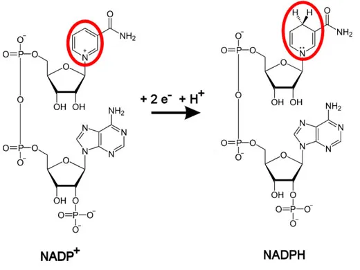 Formas oxidada y reducida de los piridín nucleótidos
