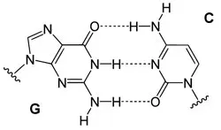 Apareamiento Citosina Guanina