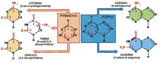 Estructuras químicas de las bases púricas y pirimídicas de los ácidos nucleicos