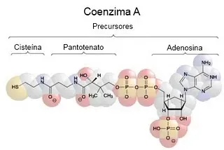 Estructura de la Coenzima A