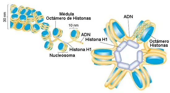 Cromatina