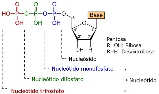 Estructura básica de los nucleótidos