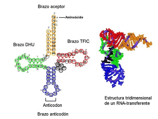 Modelo esquematizado del RNA transferente