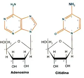 Estructuras químicas de dos nucleósidos, la citidina y la adenosina