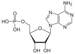 Nucleótido 5-monofosfato, cuya base nitrogenada es la adenosina; AMP