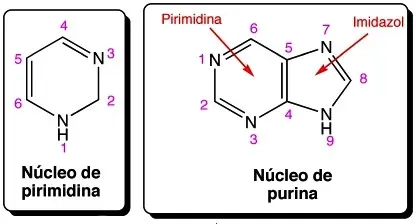 Estructuras químicas de la purina y la pirimidina