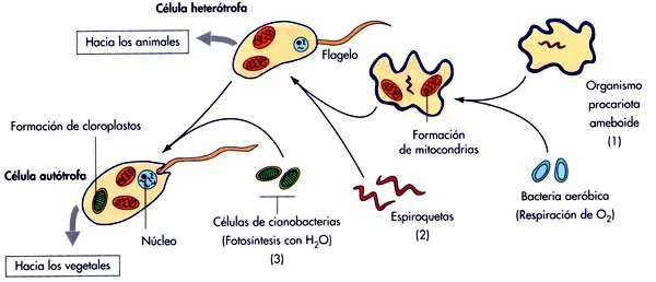 La teoría endosimbiótica