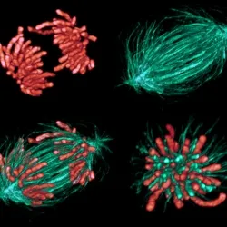 El núcleo. Mitosis y meiosis