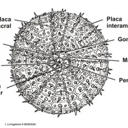 Los Equinoideos. Los erizo de mar