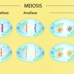 Fases de la Meiosis