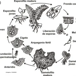 Las plantas sin semillas