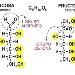 Los glúcidos