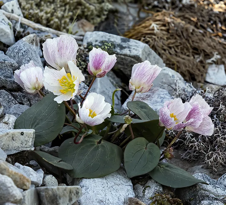 Fotografía de naturaleza