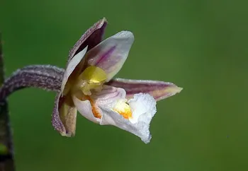 Guías de naturaleza