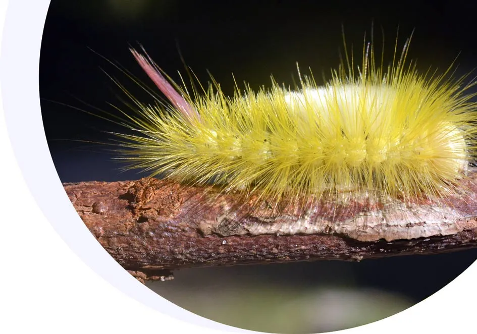 Guía de larvas de mariposas