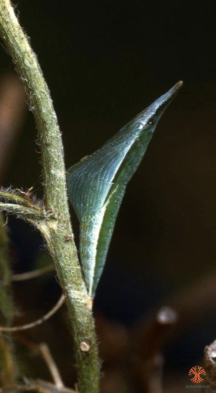 Crisálida de Mariposa