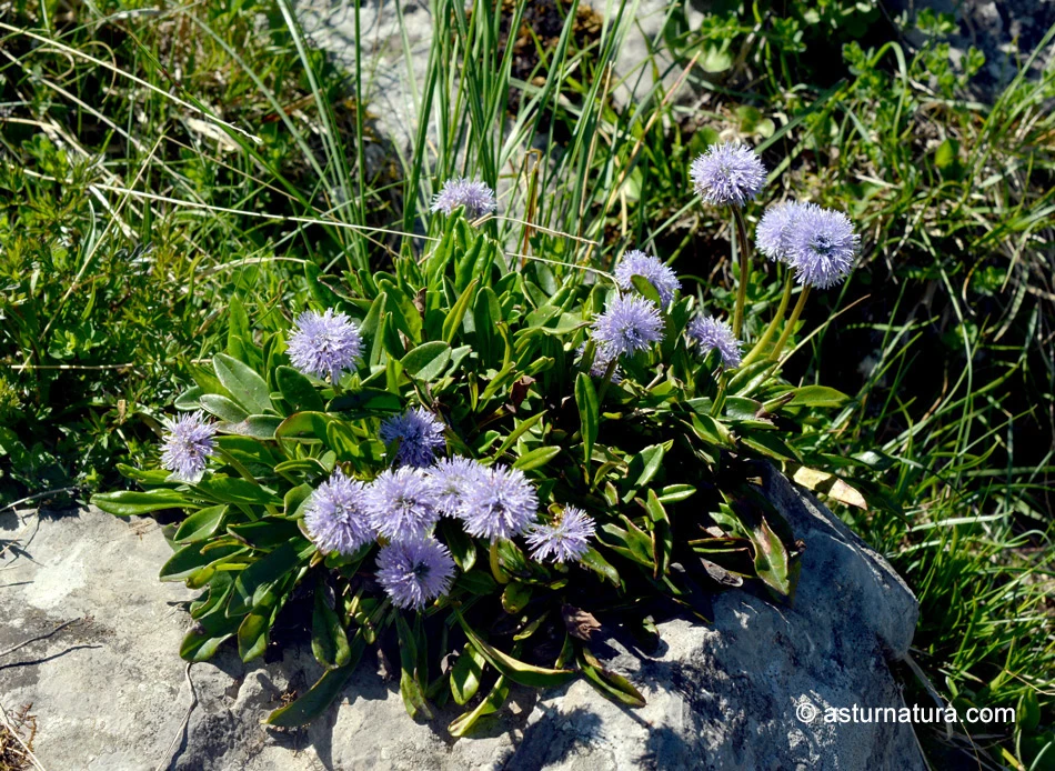 Globularia nudicaulis