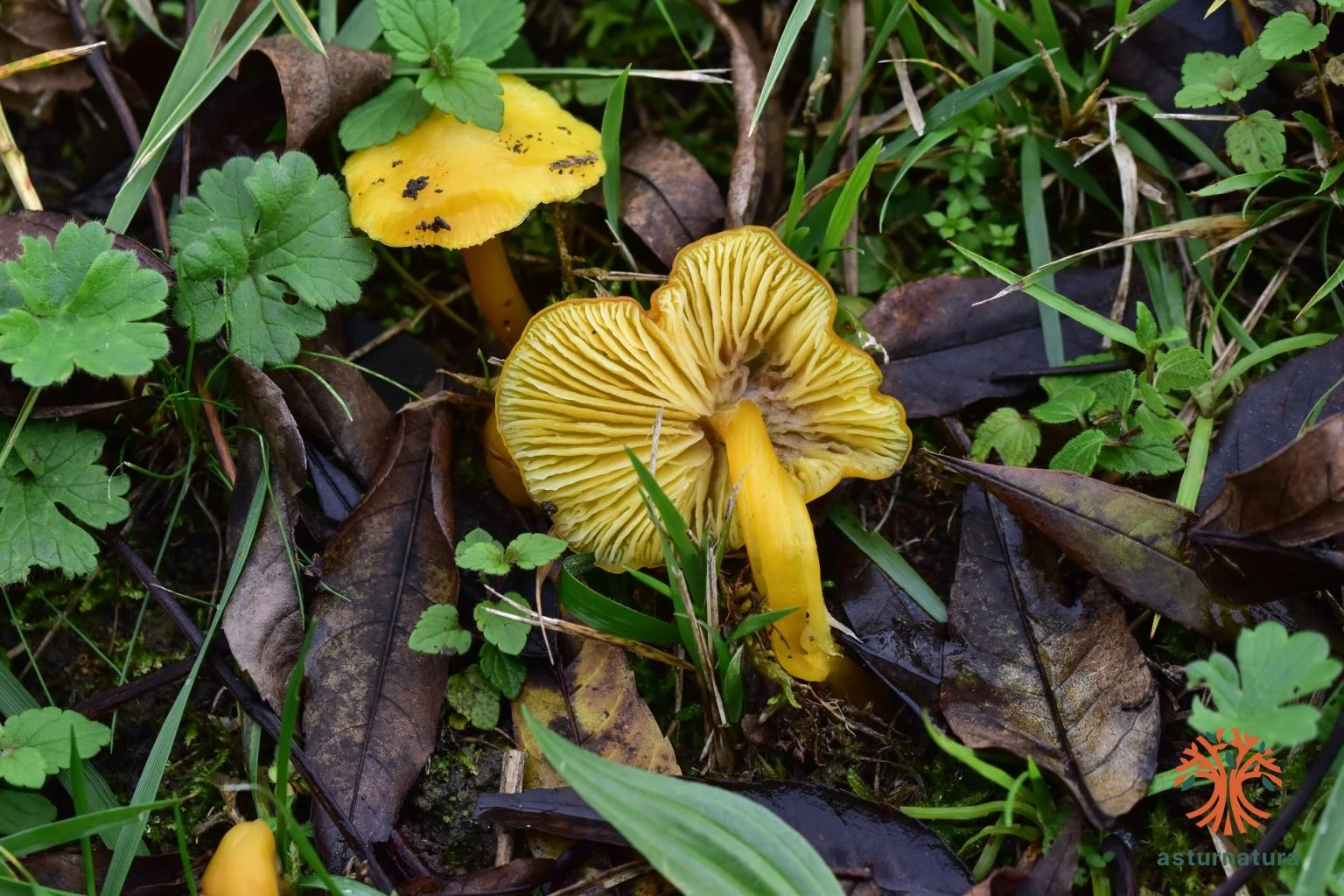 Hygrocybe konradii