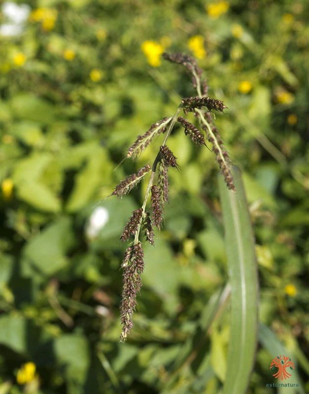 Echinochloa crus-galli