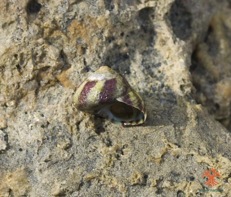 Gibbula umbilicalis, Peonza plana