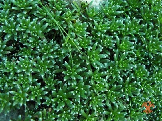 Saxifraga