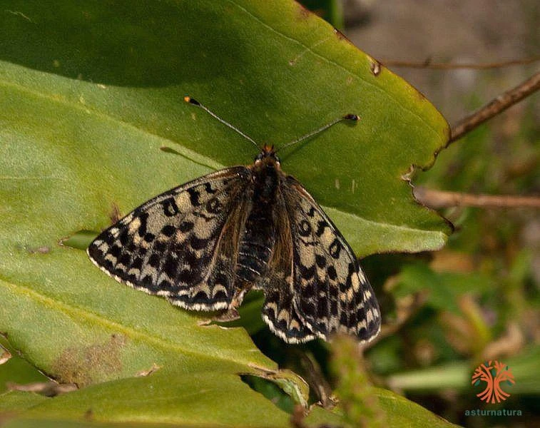 Melitaea didyma, Doncella tímida