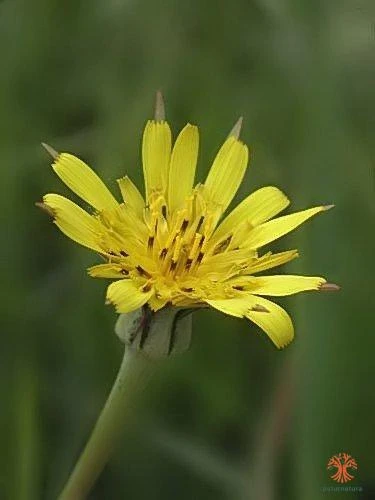 Tragopogon pratensis