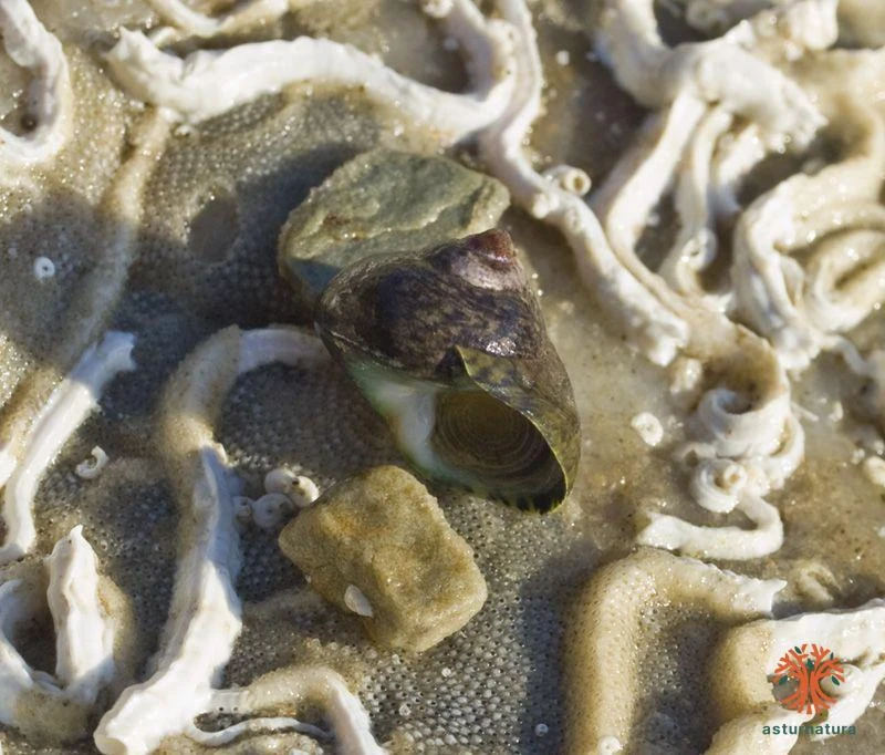 Monodonta lineata, Peonza dentada