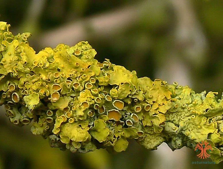 Un liquen del supralitoral, Xanthoria parietina