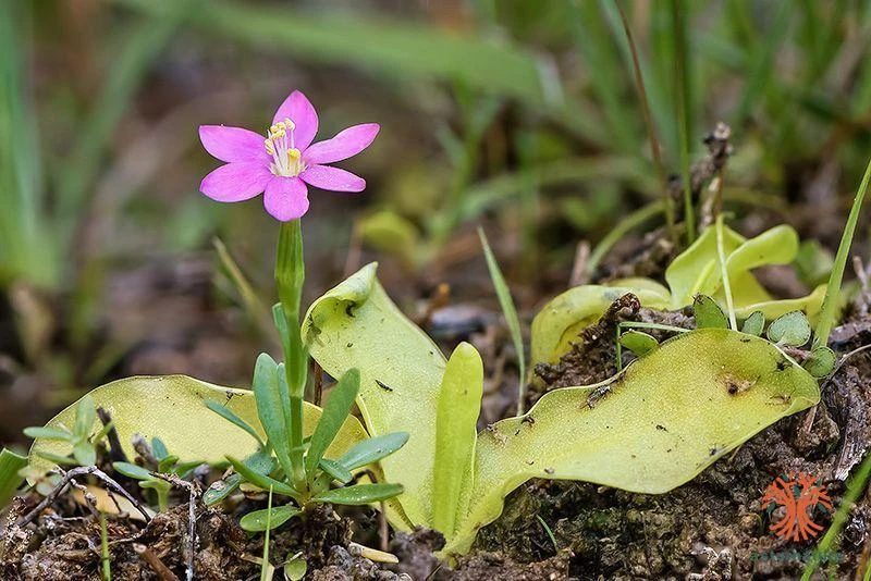 Flora