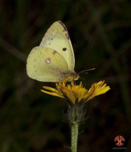 Colias alfacariensis, Colias de Berger