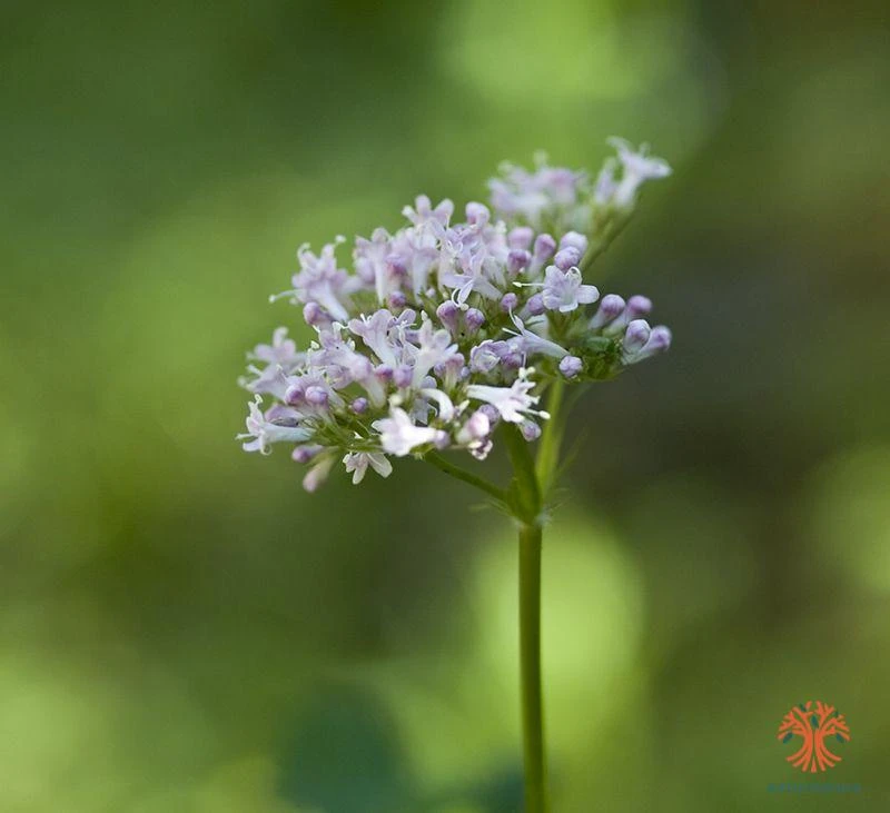 Valeriana officinalis subsp. officinalis, Valeriana