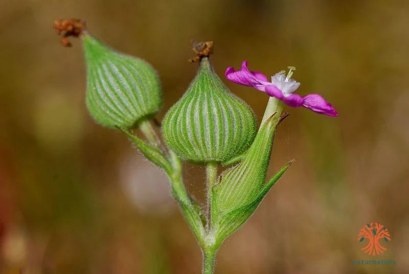 Corola aclavelada de Silene