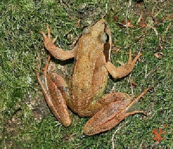 Rana temporaria, Rana bermeja