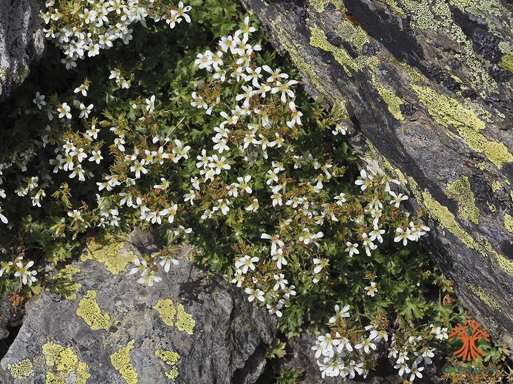 Saxifraga geranioides