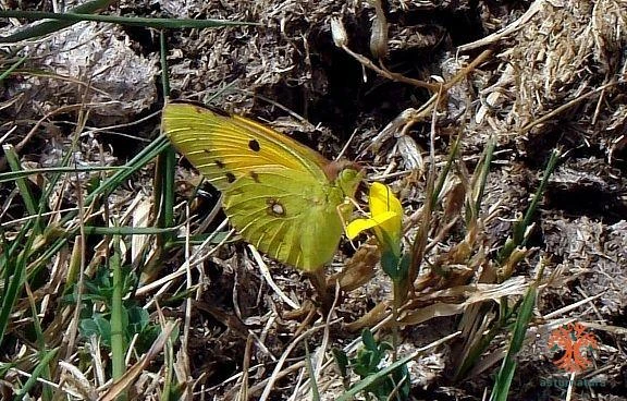 Colias crocea