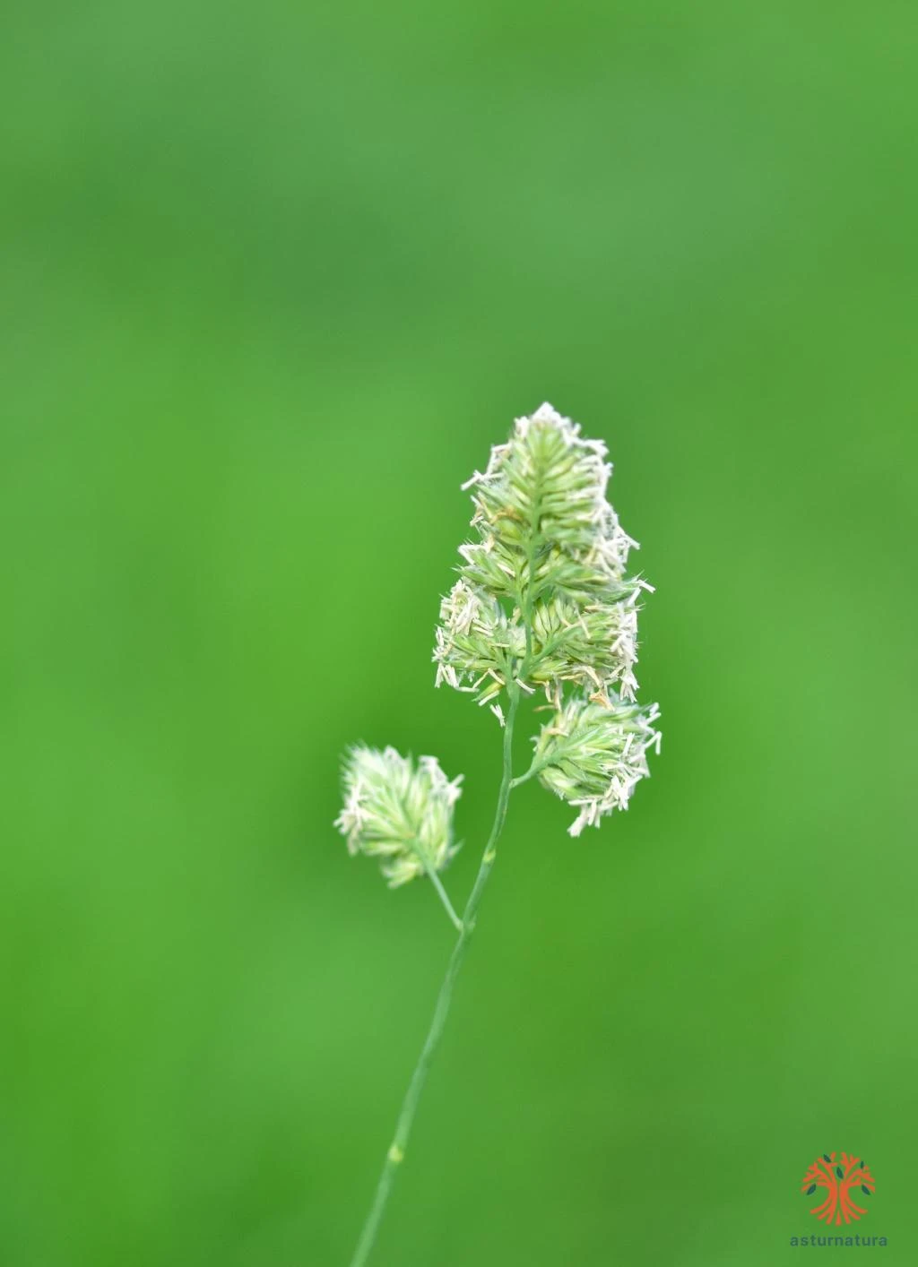 Dactylis glomerata, Dáctilo