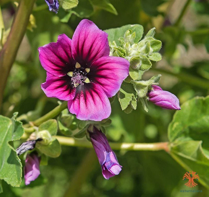 Lavatera arborea, Malvas